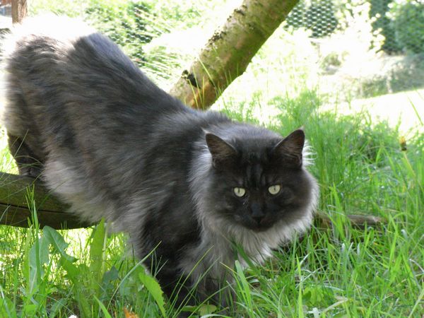 Pino mit 5 Jahren Bild 12