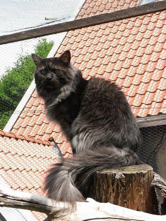 Pino mit 7 Jahren Bild 14