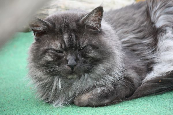 Pino mit knapp 8 Jahren Bild 15