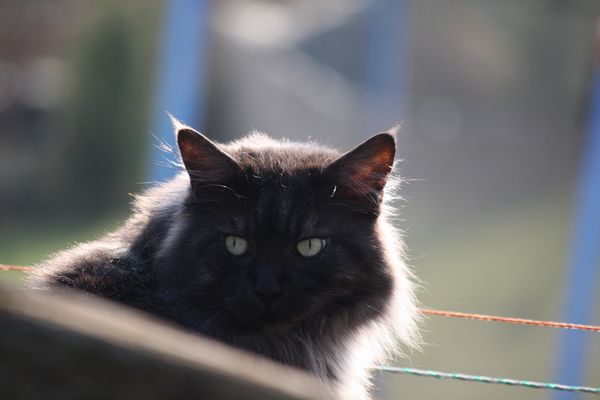 Pino mit fast 9 Jahren Bild 16