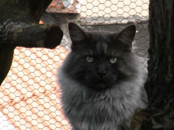 Pino über sich Bild 2