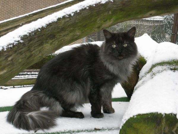 Pino über sich Bild 3