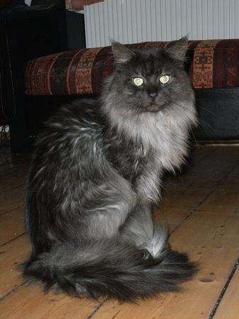 Pino über sich Bild 4