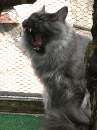 Pino über sich Bild 7