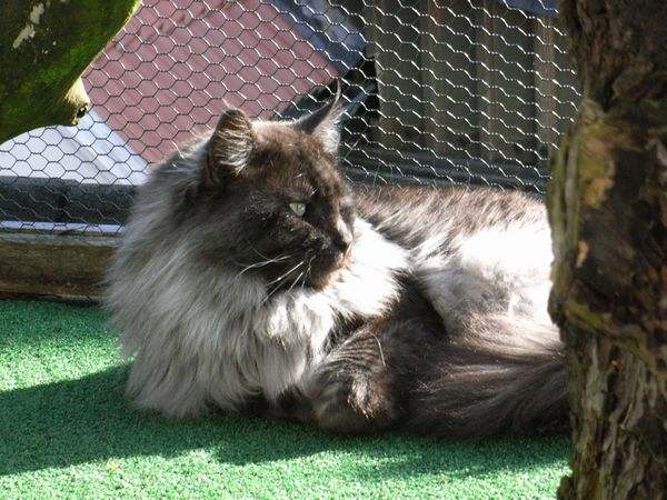 Pino über sich Bild 8