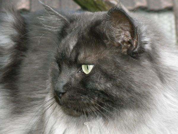 Pino über sich Bild 9