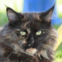 Dream´s of Reality Balendis