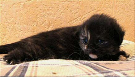 Balendis mit 2 Wochen Bild 1