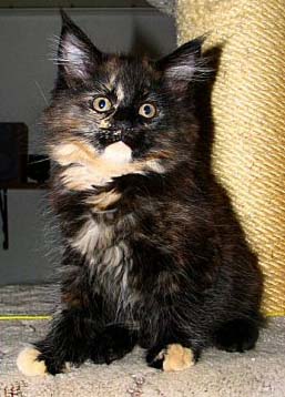 Balendis mit 10 Wochen Bild 5