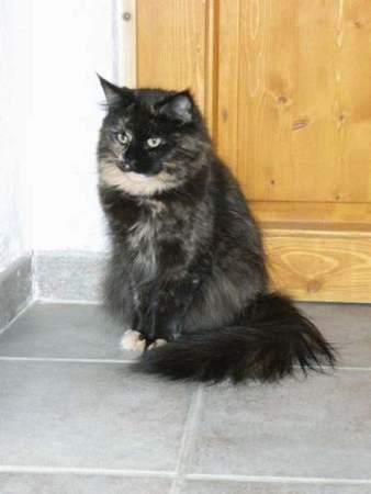 Balendis über sich Bild 5