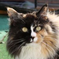 All Roads lead to Maine´s Girl´s Chocolate Face