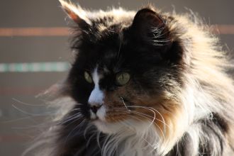 Zufallsbild der Maine Coon