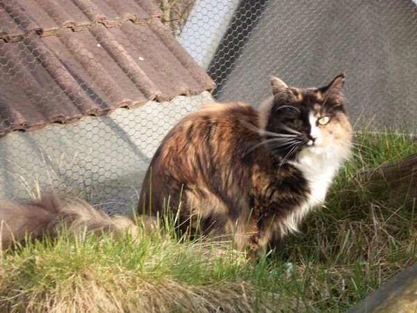 Choci mit 5 Jahren Bild 15