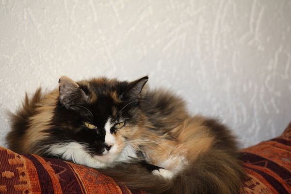 Choci mit 8 Jahren Bild 18