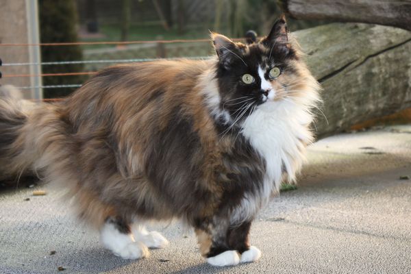 Choci mit 9 Jahren Bild 19