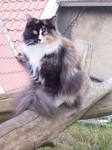 Choci mit 4 Jahren Bild 14