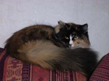 Choci über sich Bild 9 Choci über sich Bild 9