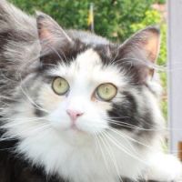 Emma from Undercover-Coon´s