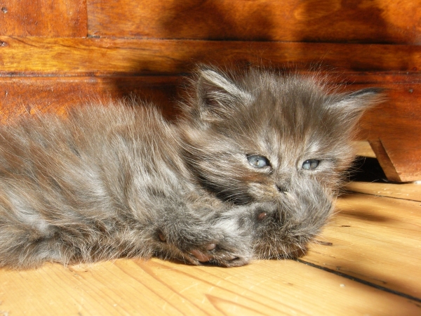 Flo mit 5 Wochen Bild 4