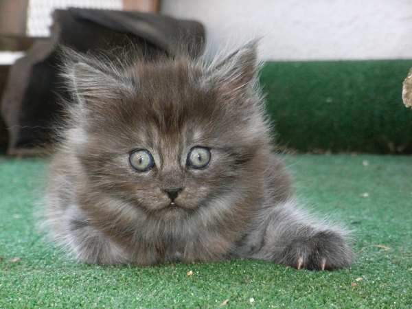 Flo mit 6,5 Wochen Bild 6