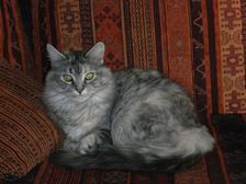Isi mit 4 Jahren Bild 8
