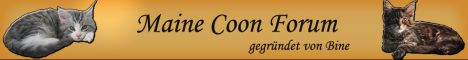 Maine Coon Forum