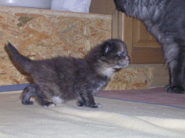Undercover-Coon´s Amicelli Bild 11
