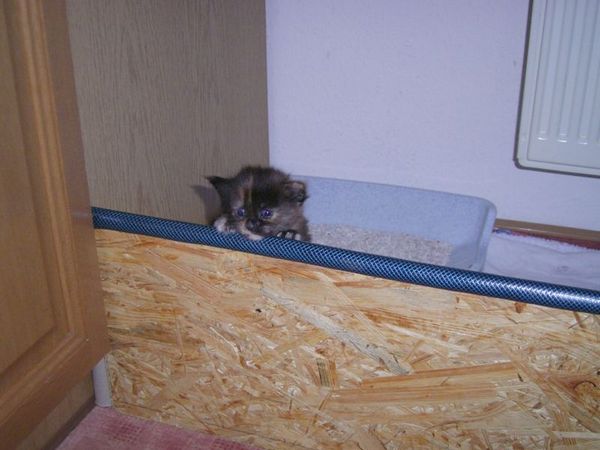 Undercover-Coon´s Amicelli Bild 15