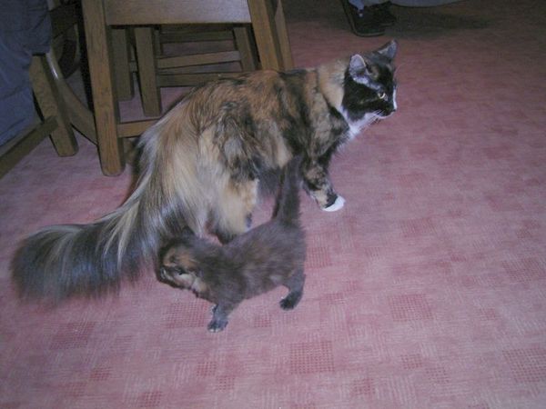 Undercover-Coon´s Amicelli Bild 16