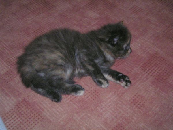 Undercover-Coon´s Amicelli Bild 19