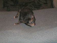 Amicelli am 14.01.2005 Bild 1