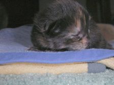 Amicelli am 21.01.2005 Bild 3