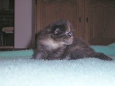 Amicelli am 01.02.2005 Bild 9