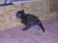 Amicelli am 11.02.2005 Bild 17