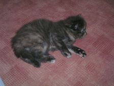 Amicelli am 11.02.2005 Bild 19