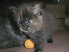 Amicelli am 17.02.2005 Bild 23