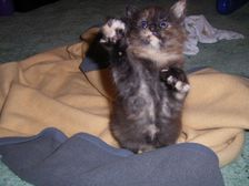 Amicelli am 23.02.2005 Bild 27