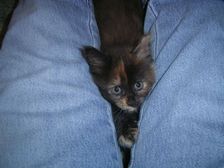 Amicelli am 02.03.2005 Bild 31