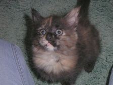 Amicelli am 14.03.2005 Bild 35