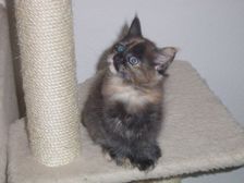 Amicelli am 18.03.2005 Bild 39