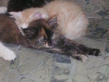 Amicelli am 20.03.2005 Bild 43