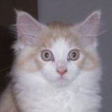 Angelo