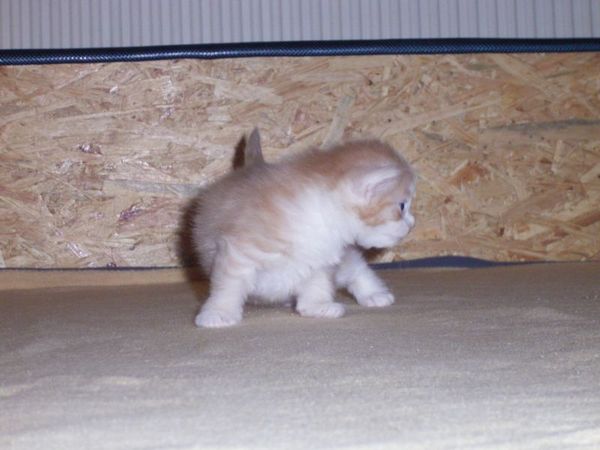 Undercover-Coon´s Angelo Bild 11
