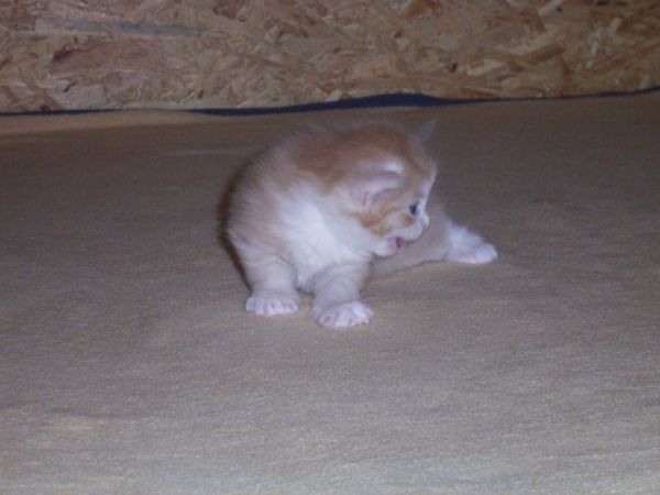 Undercover-Coon´s Angelo Bild 12