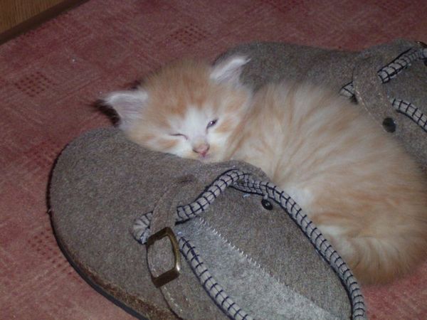Undercover-Coon´s Angelo Bild 17