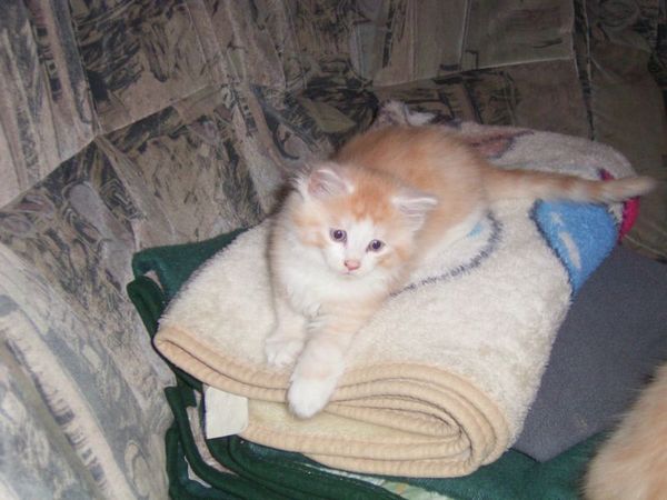 Undercover-Coon´s Angelo Bild 27
