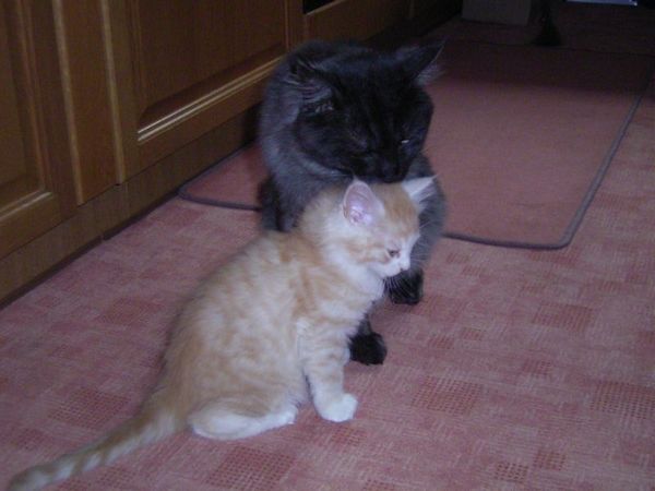 Undercover-Coon´s Angelo Bild 37