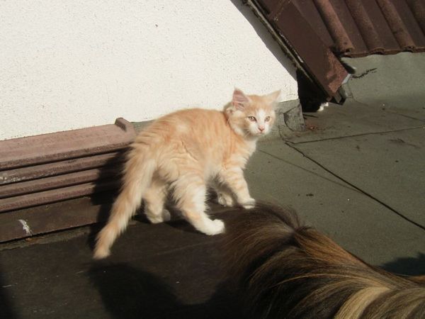 Undercover-Coon´s Angelo Bild 46