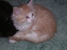 Angelo