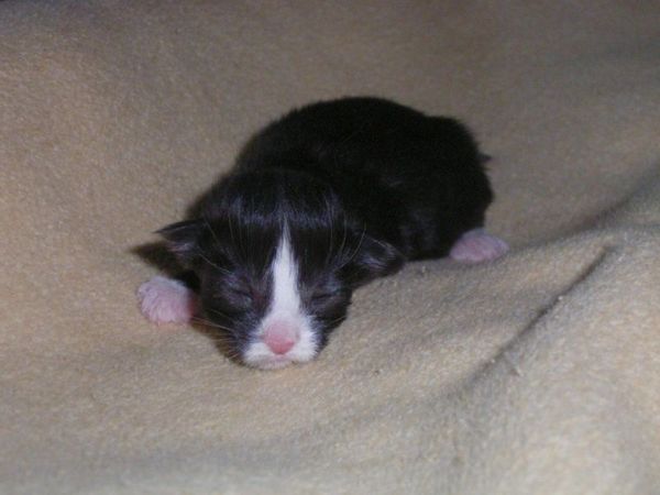 Undercover-Coon´s Ashley Bild 2
